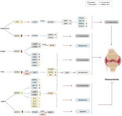 The emerging roles of N6-methyladenosine in osteoarthritis